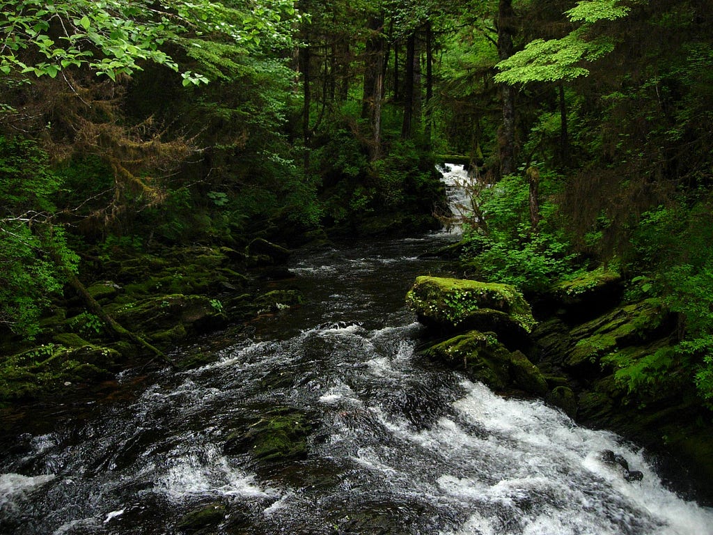 a dark, forested stream