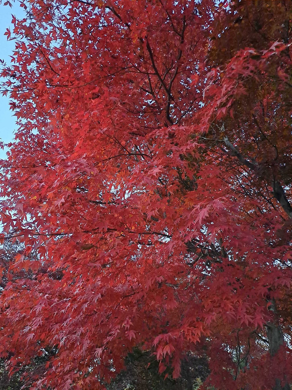 Red trees at Mt. Takao’s summit