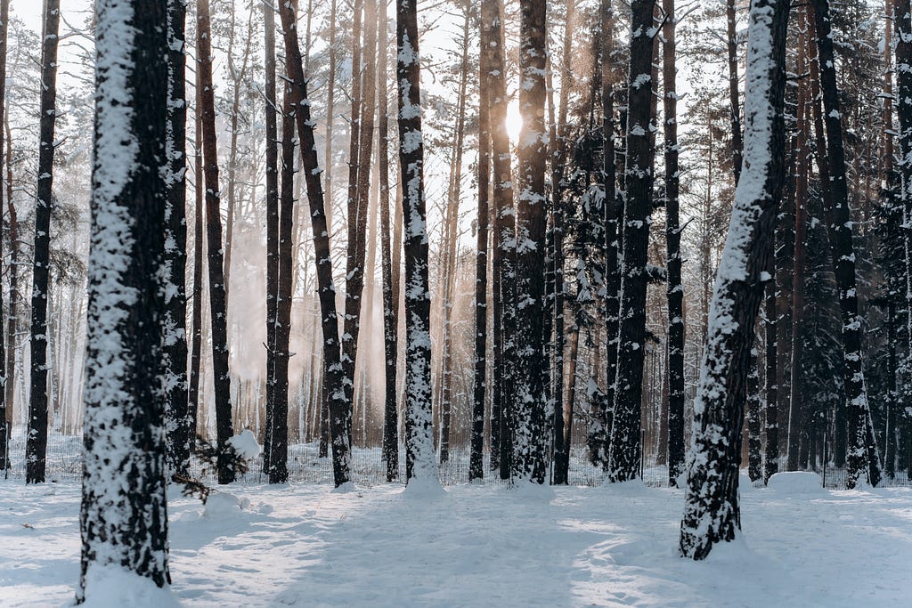 Sun barely peeking through the trees in a snow covered forest.