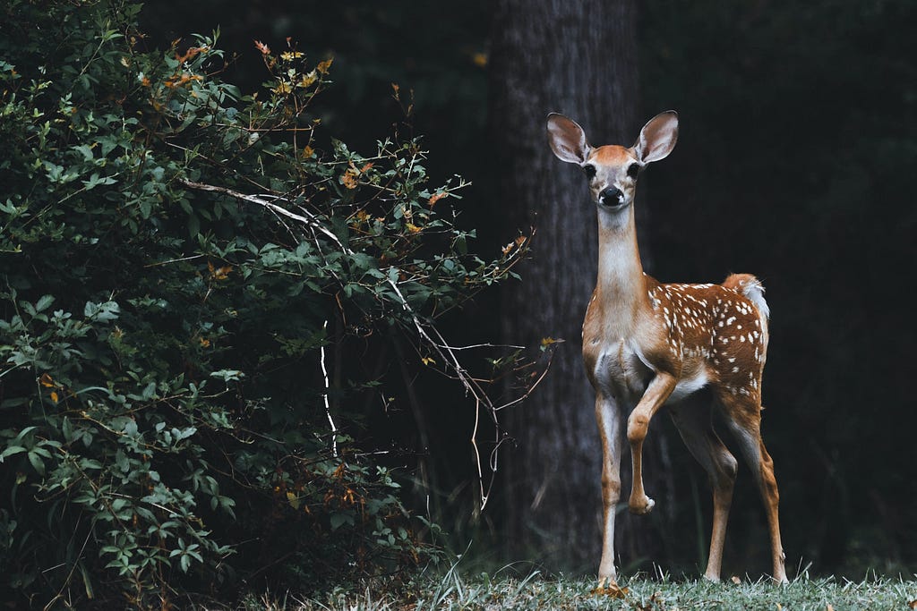 A young deer looking at the camera. Photo courtesy of Scott Carroll and Unsplash.