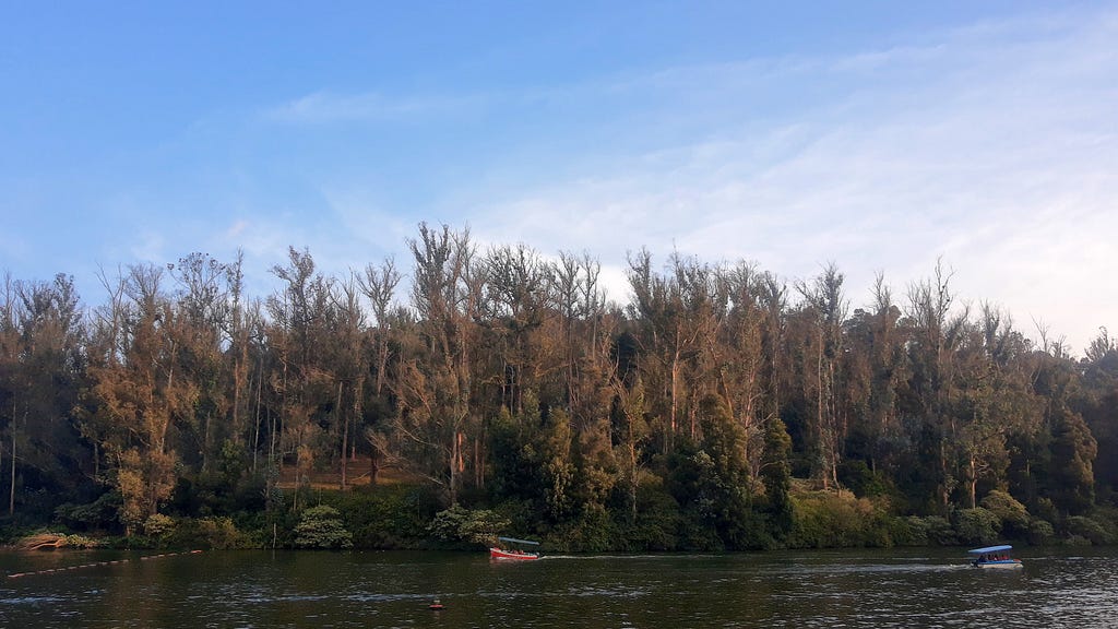The lake with two boats and a treeline. The trees are golden brown and dark green and have many thin pointy branches reaching up into the sky. One boat is in the center and the other sailing out towards the right edge.