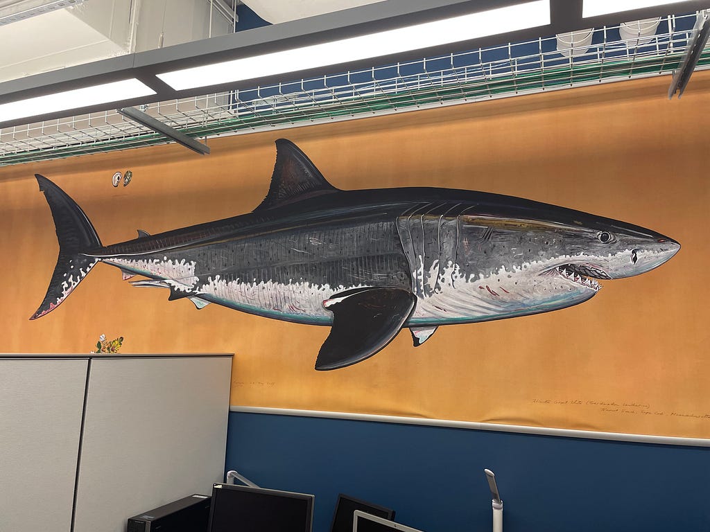 A painting of a great white shark at the Massachusetts Department of Marine Fisheries in Bedford