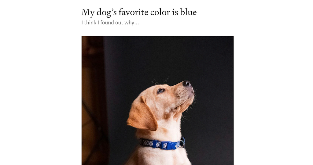 A blog post with a dog with a blue collar