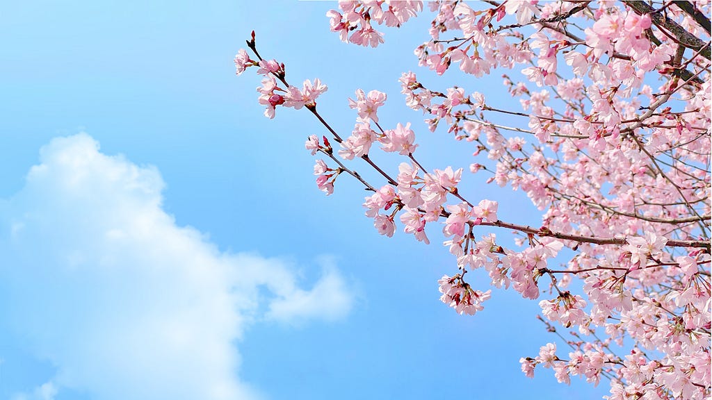 Blossoming cherry tree