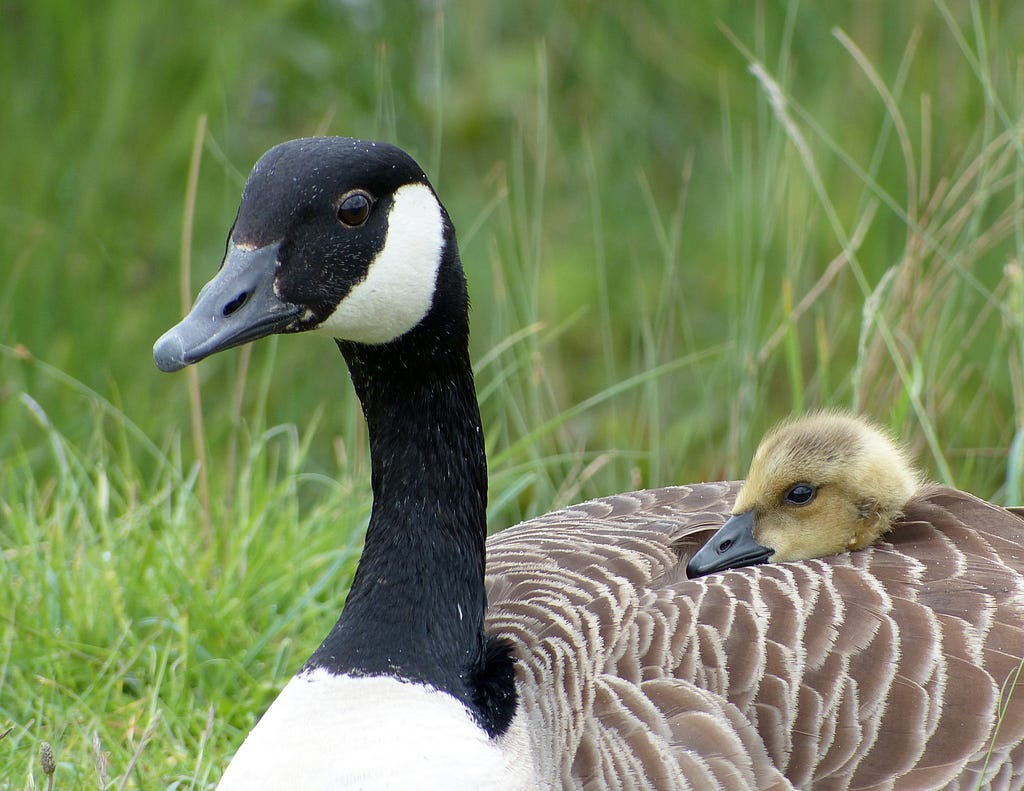 A gosling rests its head on a mother goose’s back