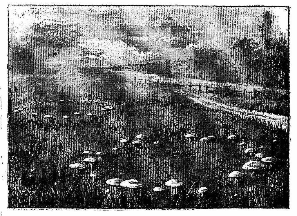 Black and white illustration of two mushroom fairy rings in a field.