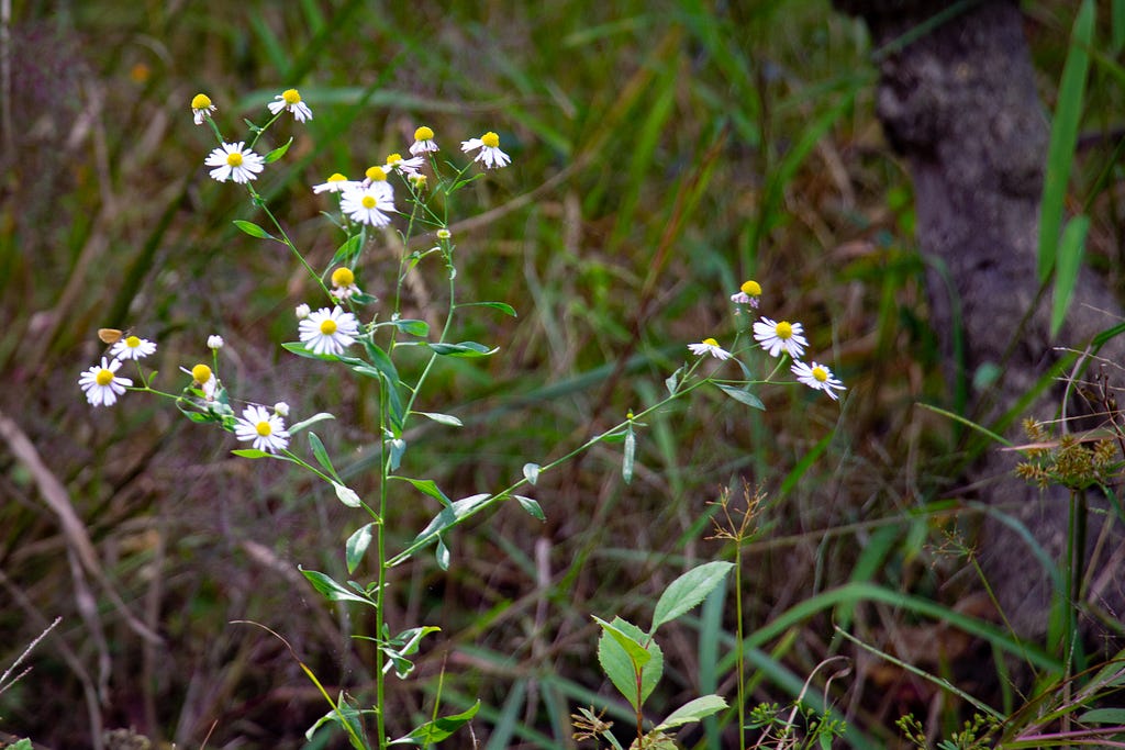 Some white and yellow wildflowers surrounded by other green grasses, along the banks of the lake.