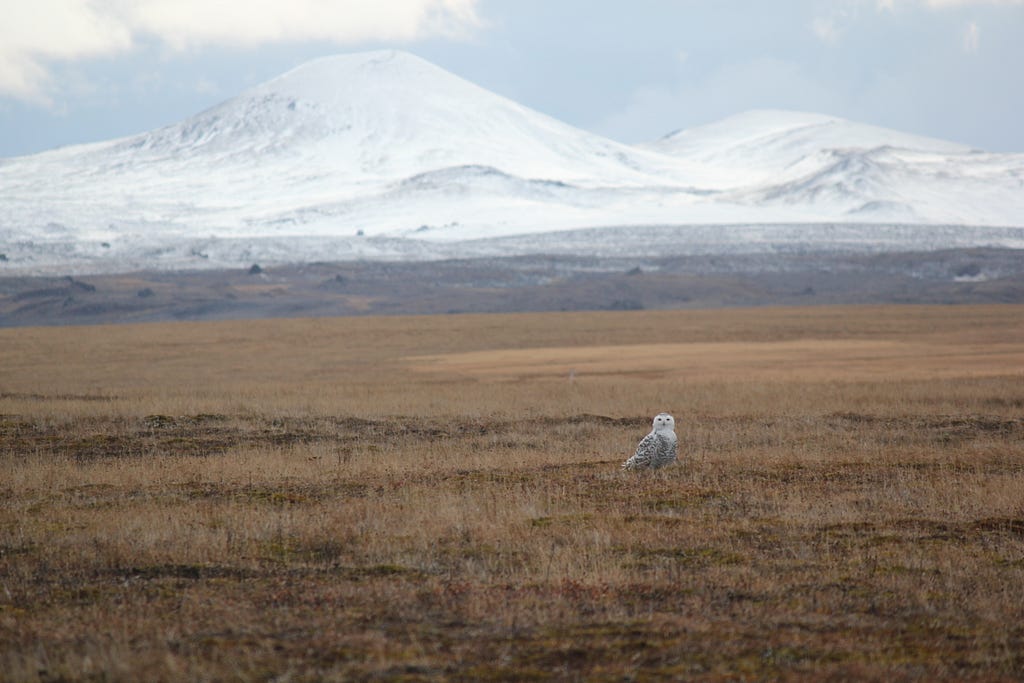 A large white bird sits on the ground with snow capped mountains in the background