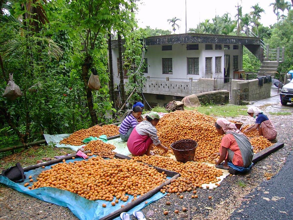 Local women are busy sorting out an areca nut (betel nut) harvest to be sold in a local market.