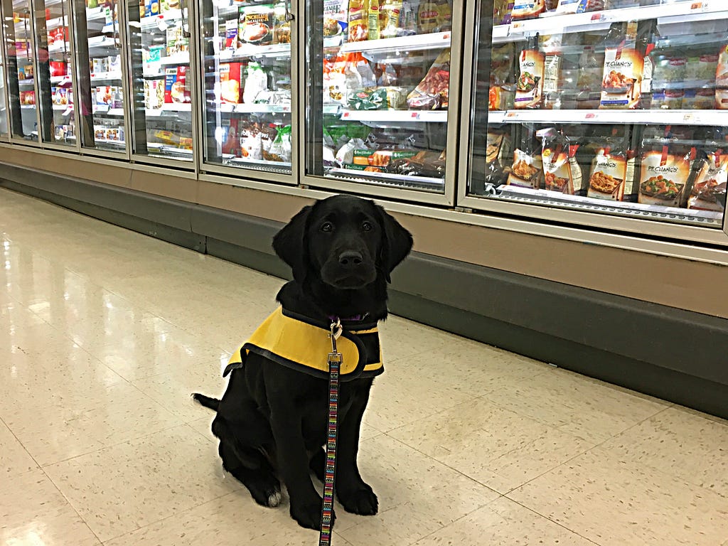 Photo of a black service dog in training in a grocery store