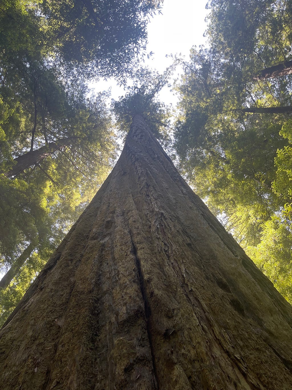 The Founders Tree, Humboldt Redwood State Park