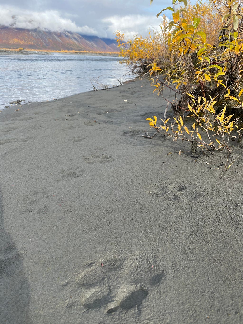 Wolf prints in sand along a river bank.