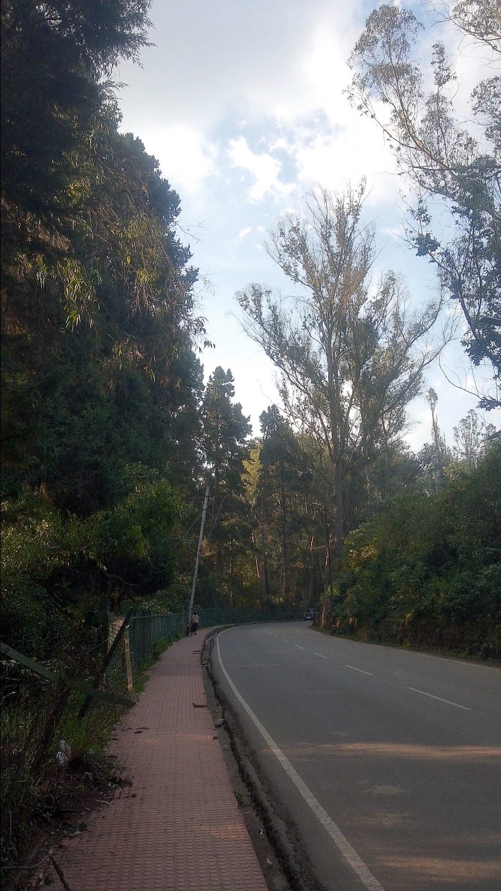 A curved road and footpath lined with trees and a fence. The trees are of many varieties, including some with needle like leaves. A few streaks of sunlight fall onto the road right in front, but most of the the road is shaded. Clouds are visible above and the sky is blue.