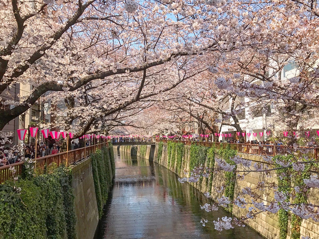 Cherry blossom season in Japan