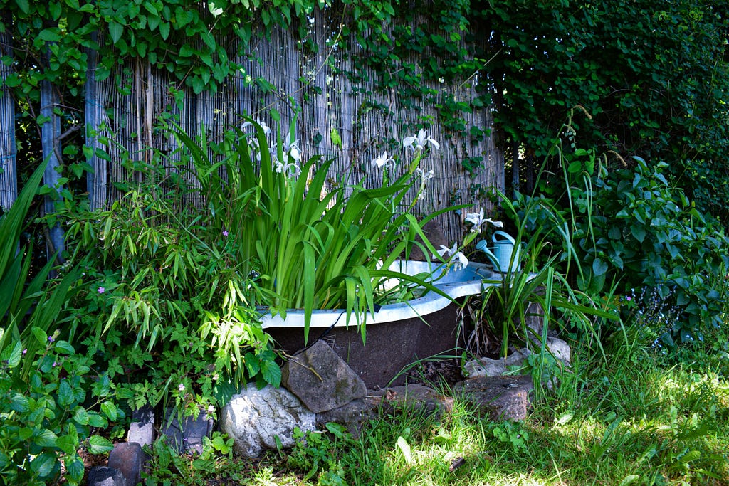 Nature has reclaimed a small tub at the Earth Gardens, with flowers and greenery growing from within and around the tub. A blue watering can sits on the side of the tub and rocks surround the basin. In the background, concealed behind the vegetation and wicker panel, there is a metal fence.