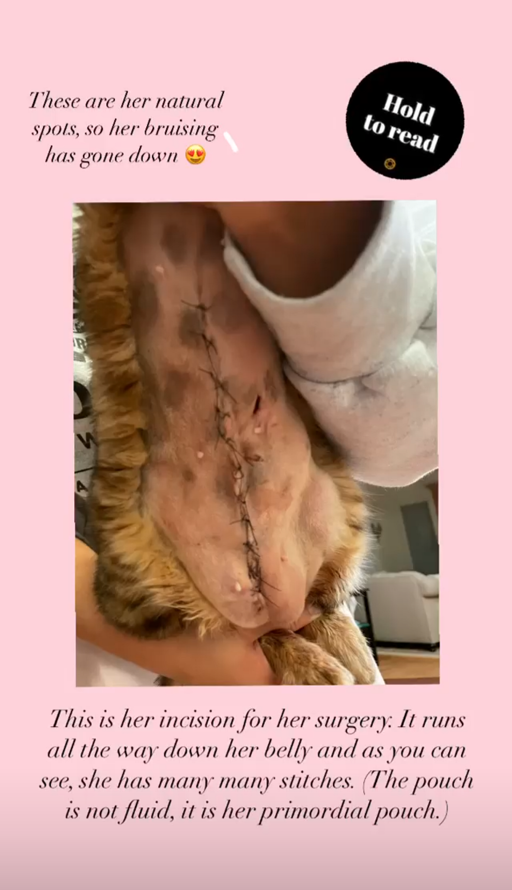 Adventure Cat Oliva after being attacked by an off-leash dog. Stitches run down the entire length of Oliva, as her owner holds her belly towards the camera.