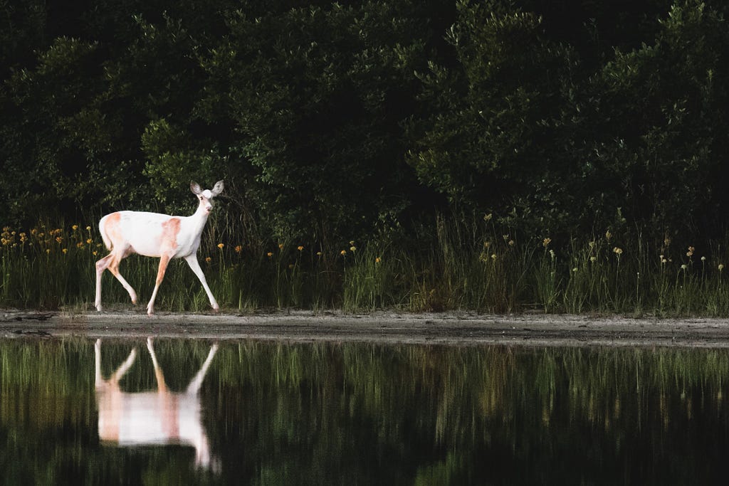 White Deer running by lake