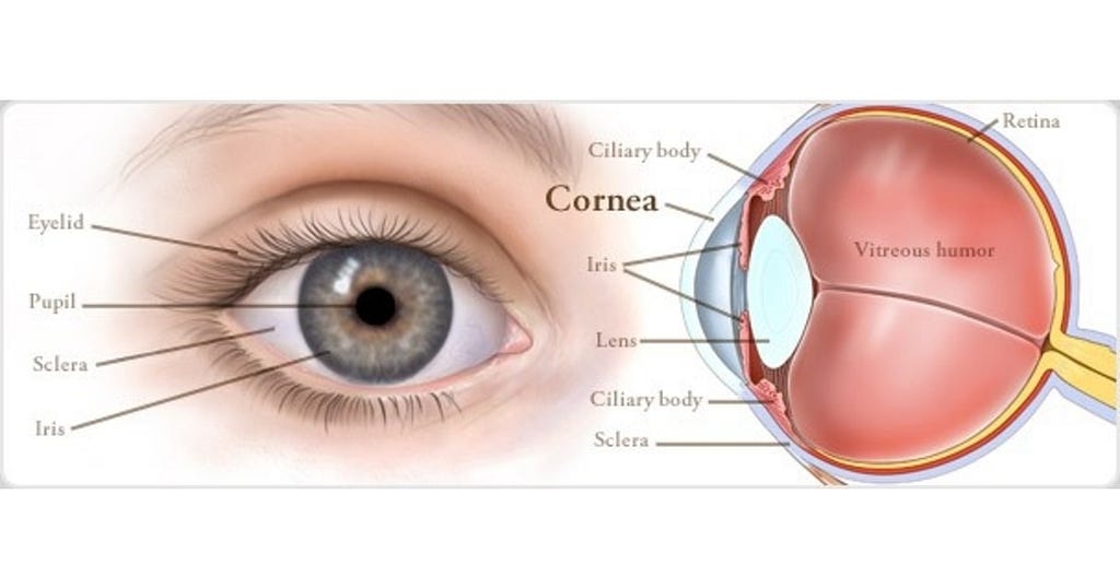 Structure of Human Eye