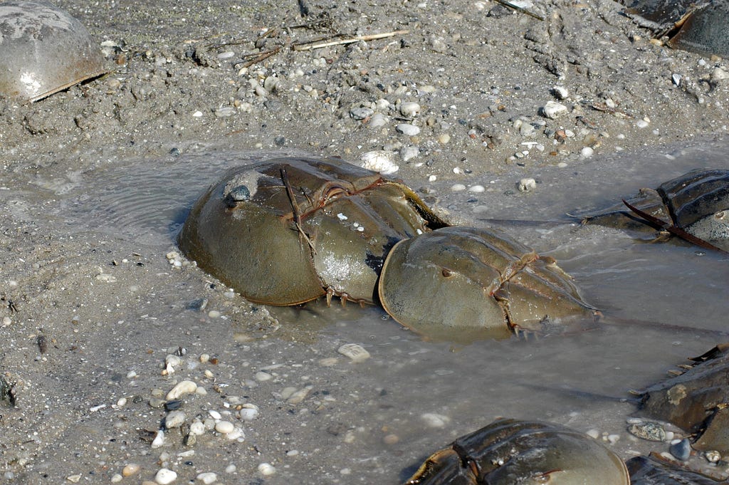 two crabs mating along the shore