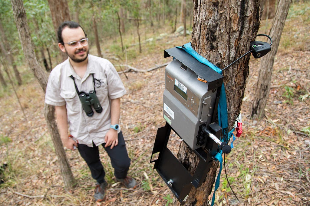 A male researcher standing on an inclined hill, looking at an acoustic monitor that is attached to a tree.