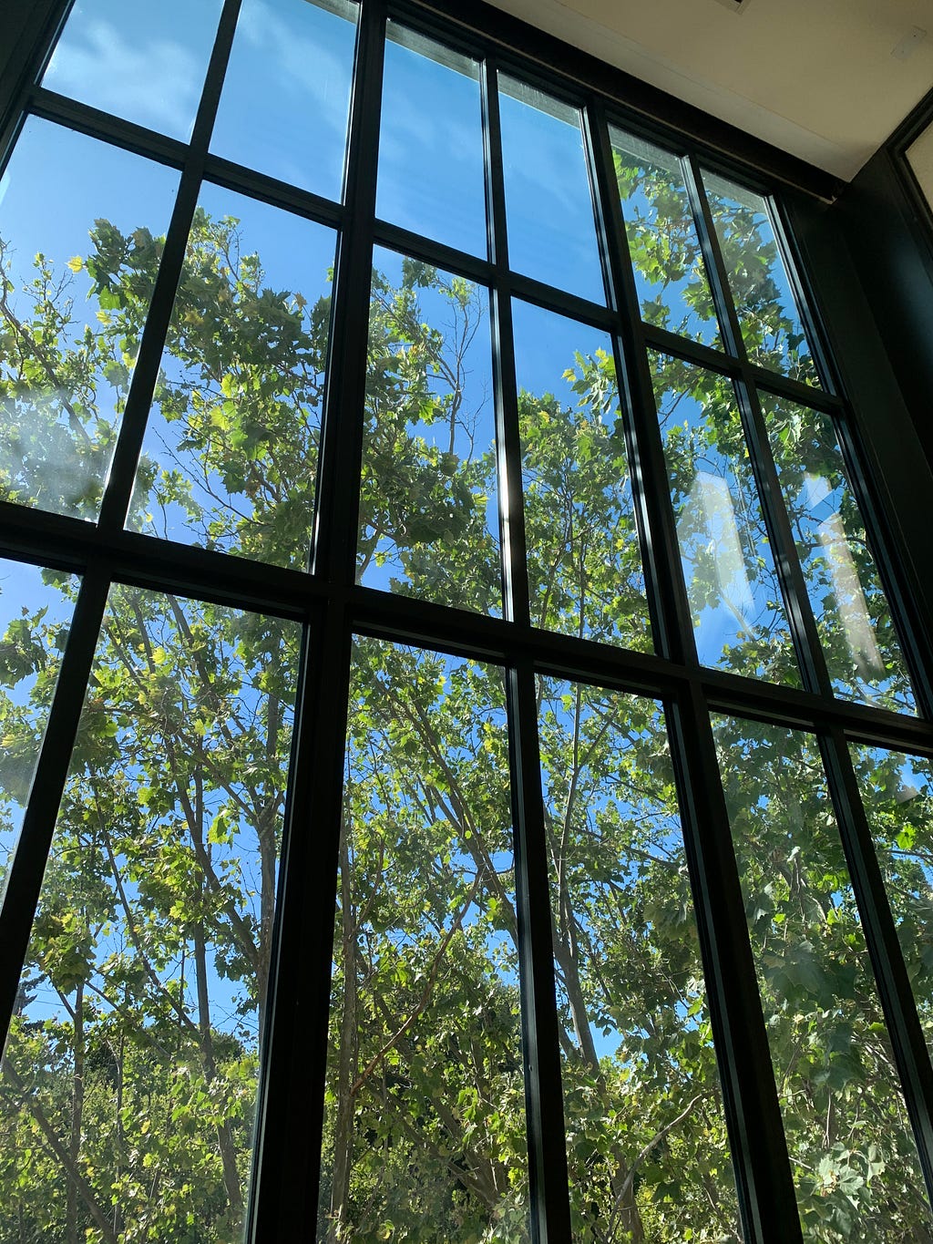 A floor-to-ceiling window with a tree on the other side during a sunny afternoon