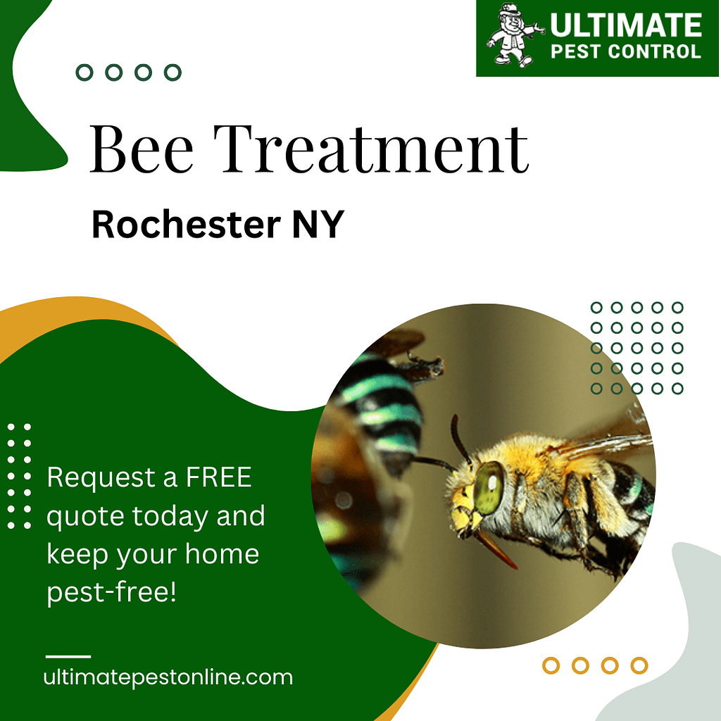 Bee Treatment Rochester NY