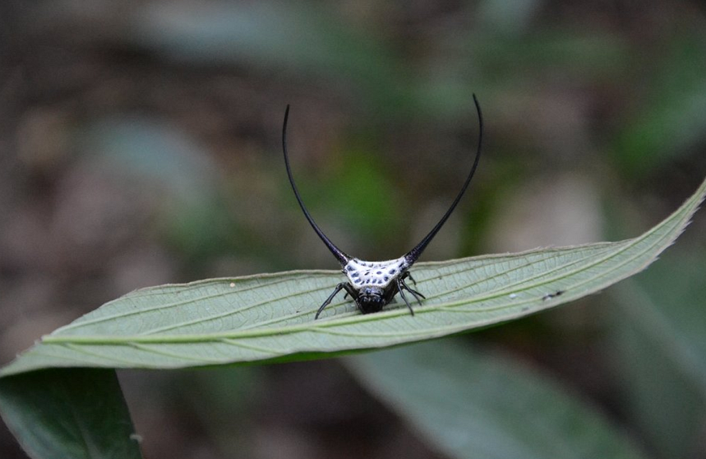 Long-horned Orb-weaver Spider