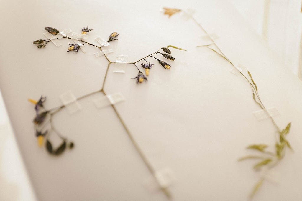 Dainty dried flowers taped to a white page