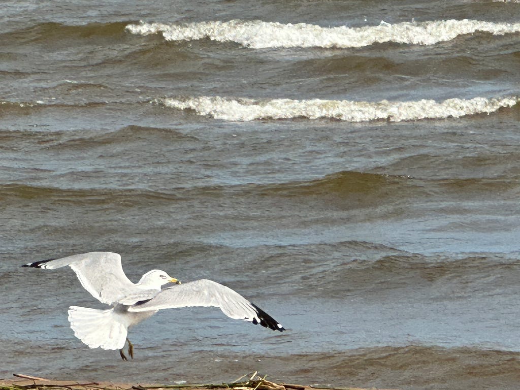 Segull — flying up off shore — Lake Michigan