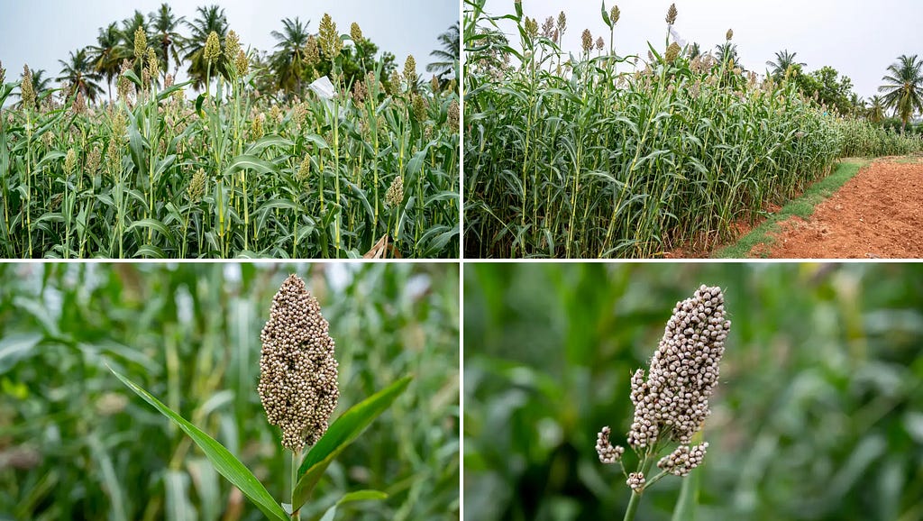 Sorghum plant (Sorghum bicolor or Solam), a versatile cereal grain in the Poaceae family, native to Africa, is renowned for its resilience and nutritional value. It’s a vital crop worldwide, widely used in culinary and livestock feed applications | NaturePicStock