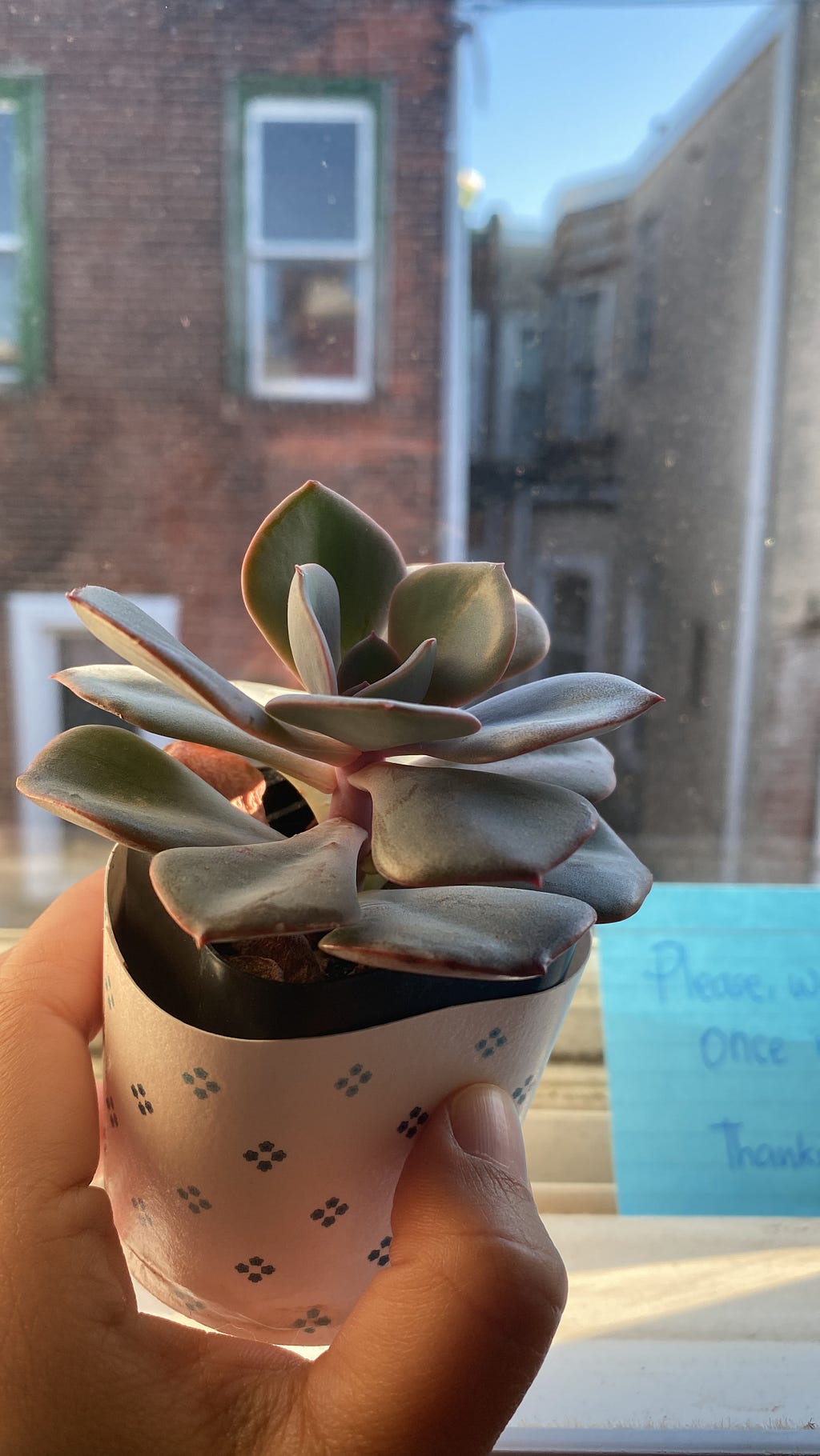 My succulent grows slowly from a baby tree