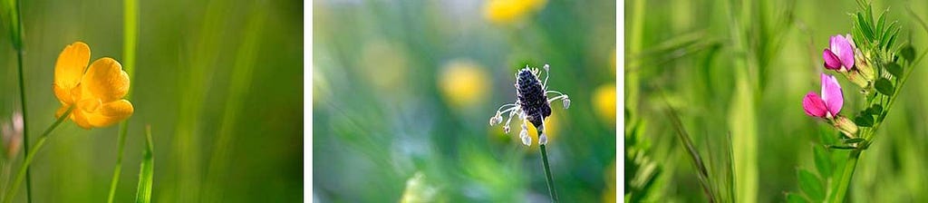 The jersey buttercup, English plantain, and common vetch.