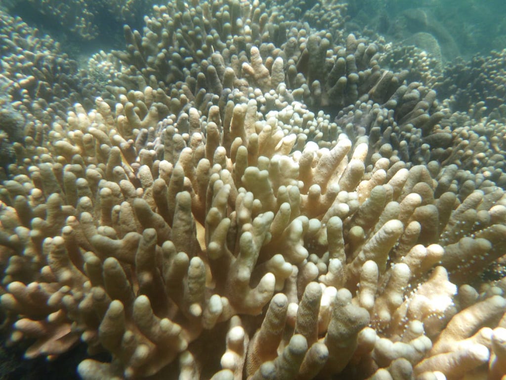 A stretch of coral reef leached of all color from toxic chemicals.