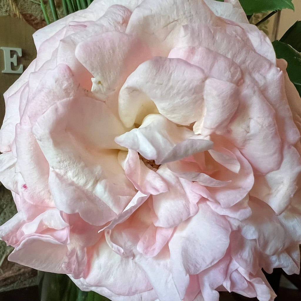 Photo of a cream rose tinctured with pick edges.