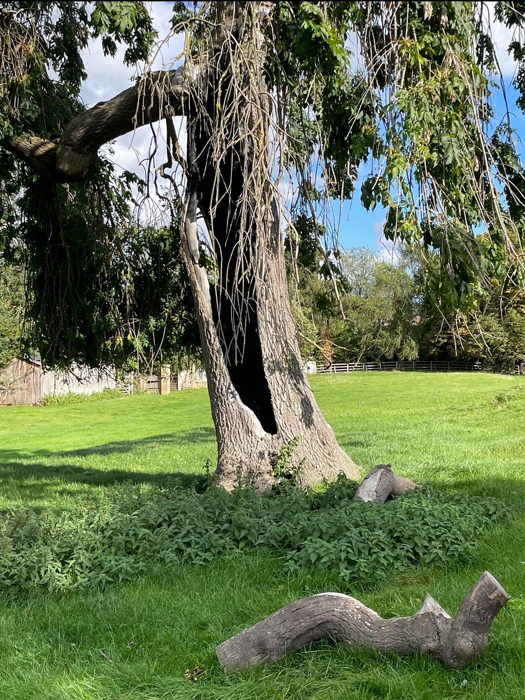 An old willowy tree with a hollow trunk. It has a mixture of dead branches and branches covered in deep green leaves.