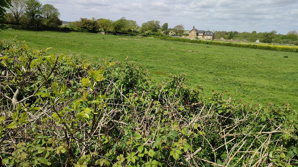 Ferry Lane herbivore-grazed pasture Sainsbury’s wish to destroy
