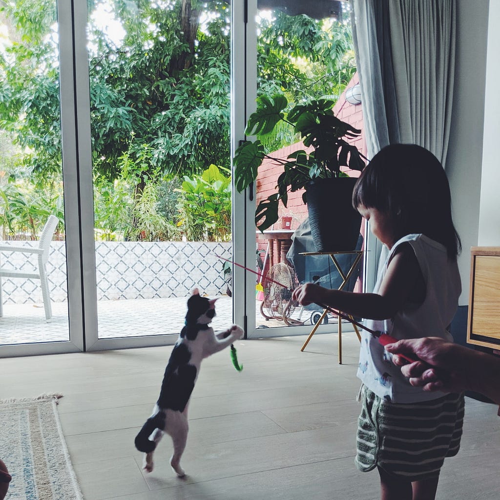 A toddler playing with a cat