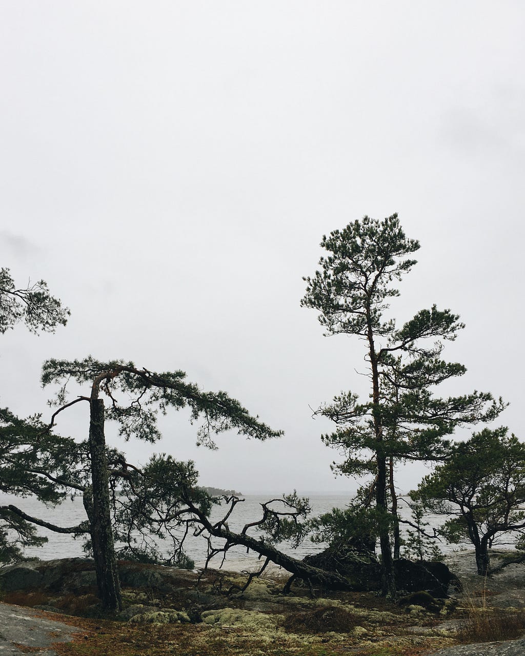 Pine trees on the shore of Ekskäret island in the Stockholm archipelago.