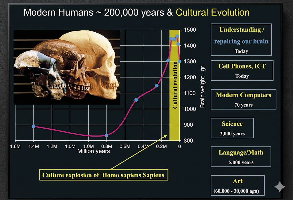 Cranial Capacity Changes in Homo sapiens and Cognitive Offloading Processes