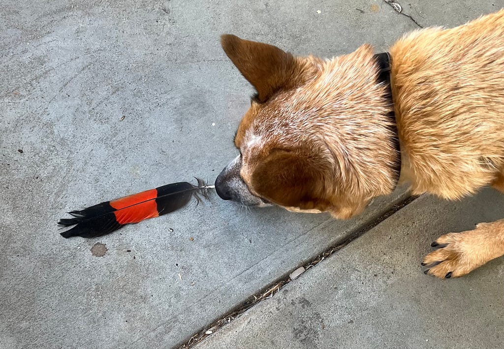 Chili, a red heeler sniffing a red and black feather