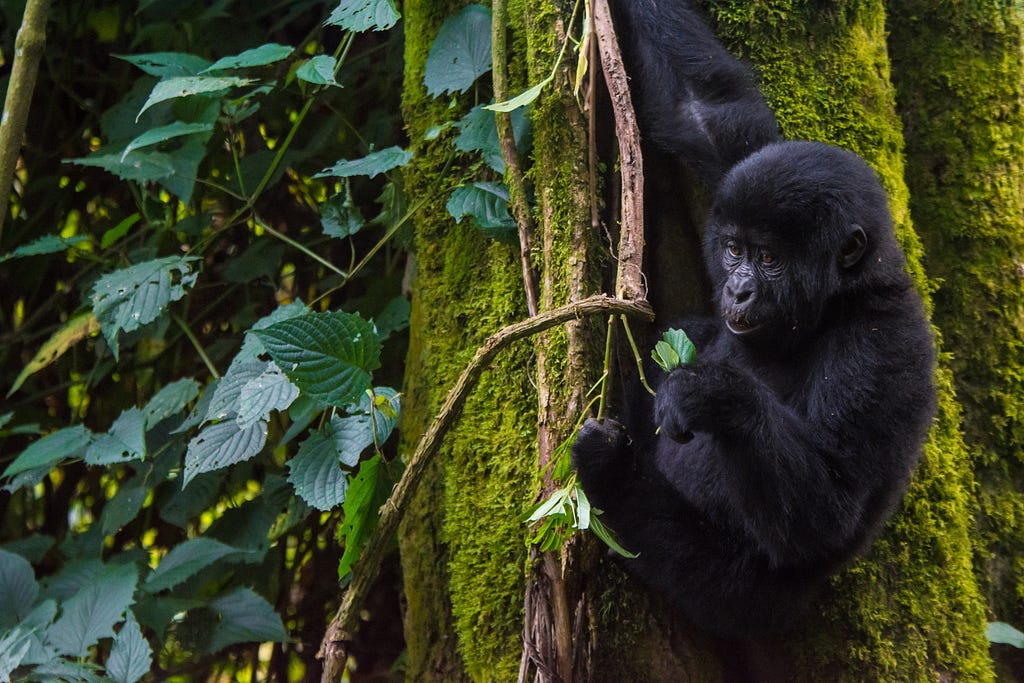 Baby gorilla