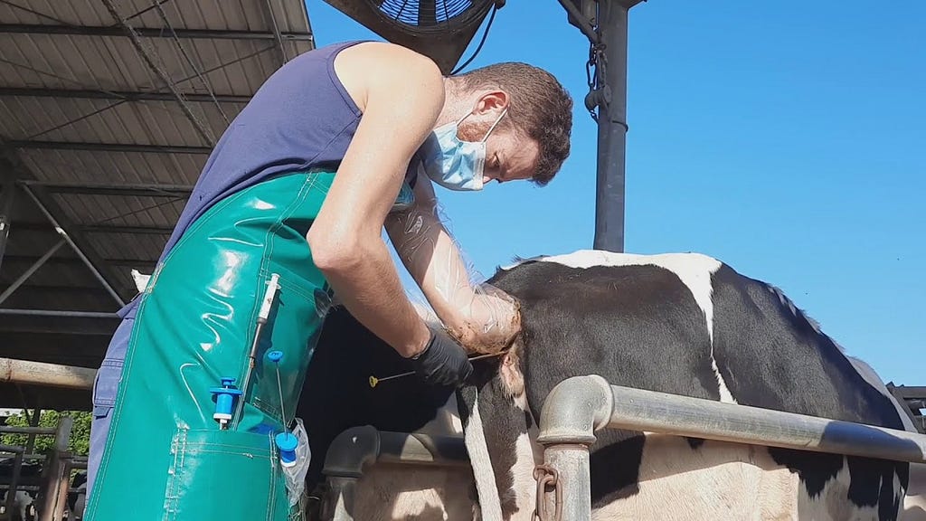 An image of a dairy worker performing Artificial Insemination on a cow