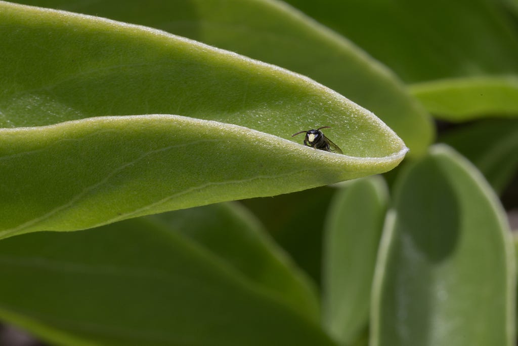 A yellow faced bee is standing on a green leaf.