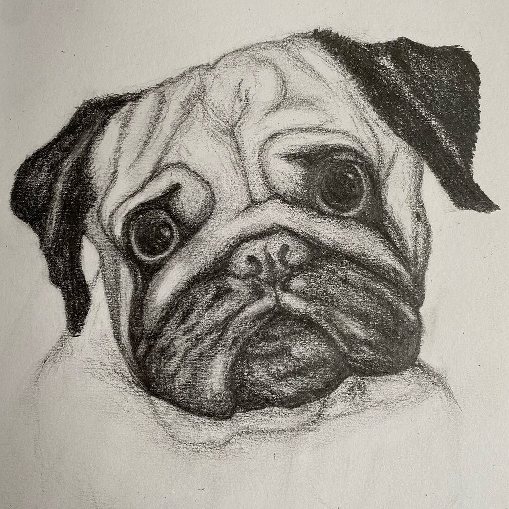Nicola Francis drawing of her dog max