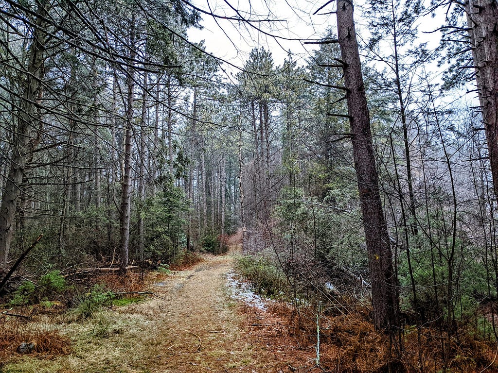 Nature trail running through a pine forest on a wintery day