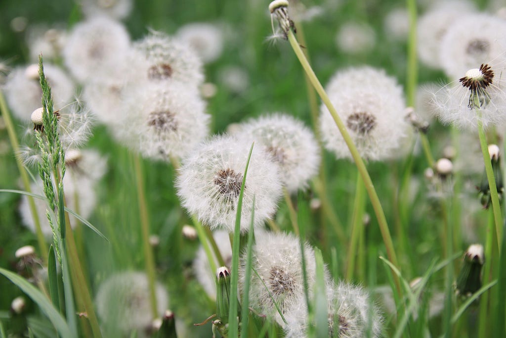 An image of a small area of a field filled with dandelions — suggests how weeds will grow uncontrollably if not properly addressed.