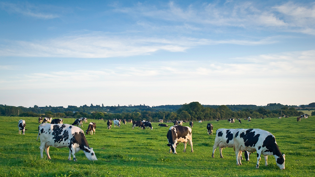 A large group of cows grazing in a green meadow under blue skies