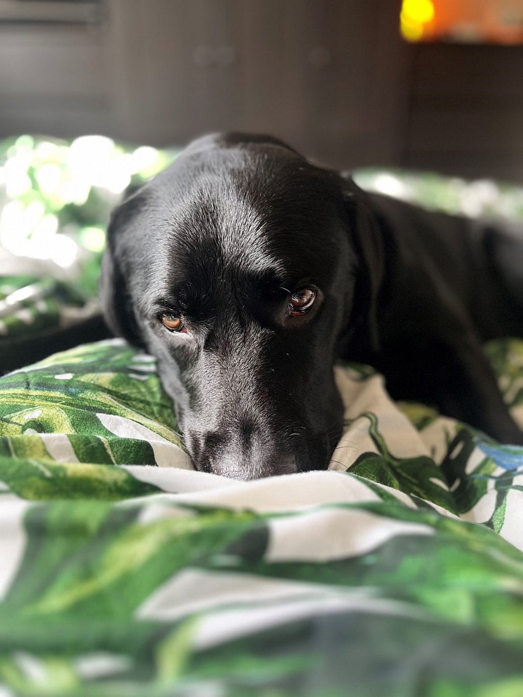 Black labrador giving puppy eyes laying on a foliage patterned duvet