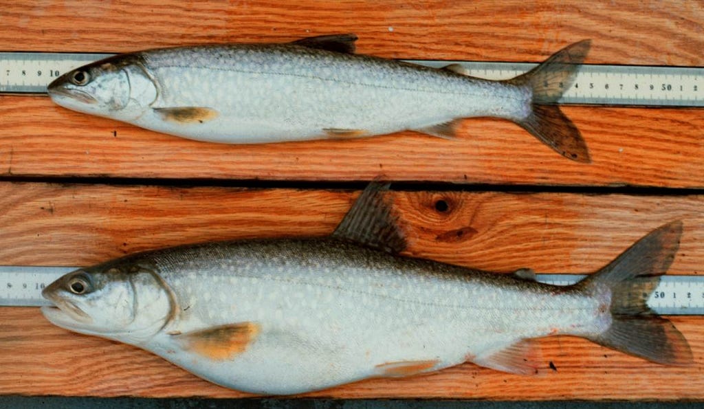 Lake trout, the most abundant predator in Lake Superior, is comprised of three principal forms or morphotypes that include the lean lake trout, humper lake trout, and siscowet lake trout. Pictured above are the lean and siscowet lake trout.