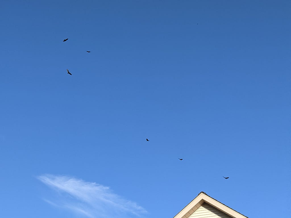 a picture of the sky over my house — 6 large birds are seen in the distance